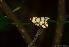 Scaptesyle dichotoma