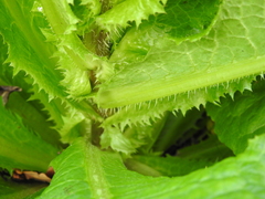 Lactuca serriola