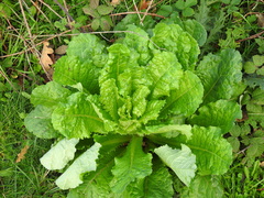 Lactuca serriola