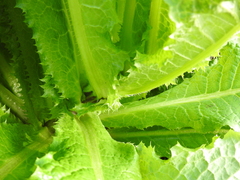Lactuca serriola