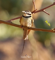Merops albicollis