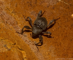Onidistus araneus
