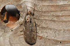 Eueretagrotis attentus