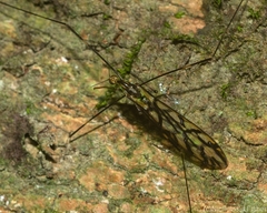 Libnotes terraereginae