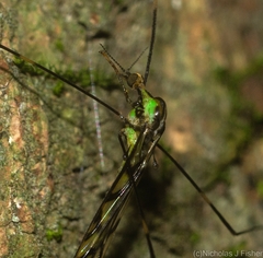 Libnotes terraereginae