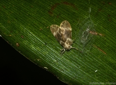 Nudaria mollis