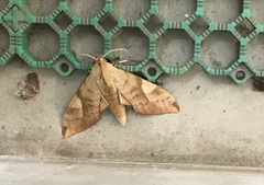 Clanis bilineata