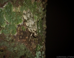 Barea nymphica