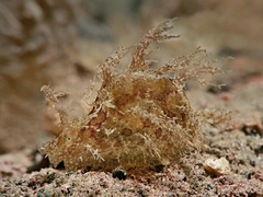 Bursatella ocelligera