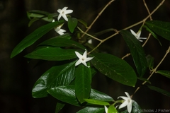 Atractocarpus chartaceus