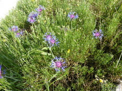 Centaurea triumfettii