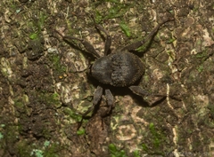 Onidistus araneus