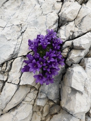 Edraianthus serpyllifolius