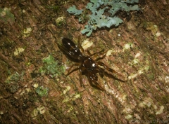 Rhombonotus