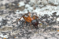 Camponotus vafer