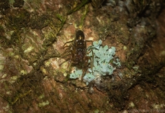 Rhombonotus