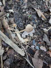 Panaeolus papilionaceus