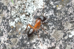 Camponotus vafer