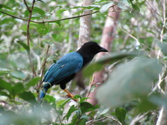 Cyanocorax yucatanicus