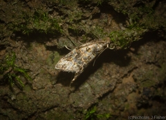 Aeolostoma scutiferana