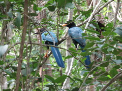Cyanocorax yucatanicus