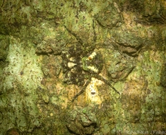 Stephanopis carcinoides