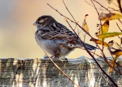 Passer domesticus