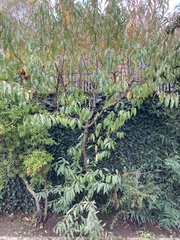 Prunus persica