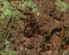 Zodariidae