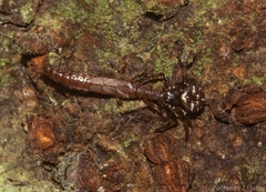 Tharpyna decorata