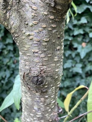 Prunus persica
