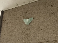 Actias aliena aliena