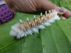 Neopreptos marathusa