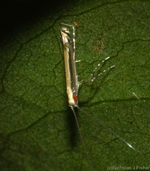 Acrocercops