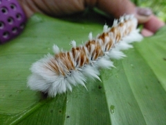 Neopreptos marathusa