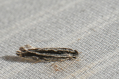 Nemapogon rileyi