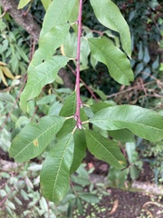 Prunus persica