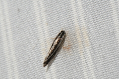 Nemapogon rileyi