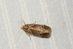 Phtheochroa