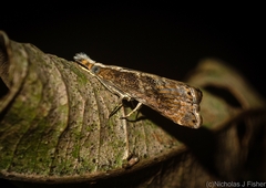 Glaucocharis molydocrossa