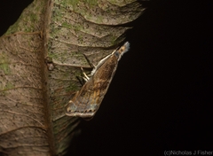 Glaucocharis molydocrossa