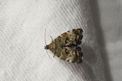 Choreutis diana