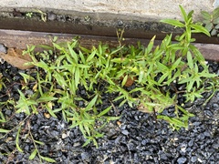 Oldenlandia corymbosa