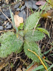 Cirsium vulgare