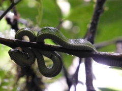 Bothriechis lateralis