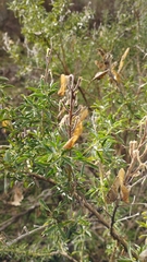 Adenocarpus hispanicus