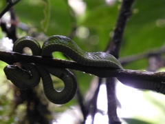 Bothriechis lateralis