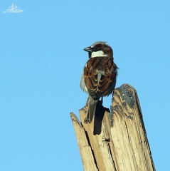 Passer domesticus