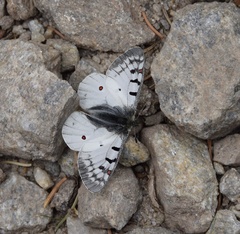 Parnassius smintheus