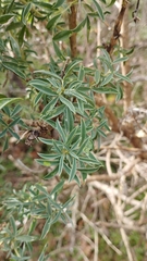 Adenocarpus hispanicus